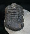 Large Bumpy Morocops Trilobite #13744-2